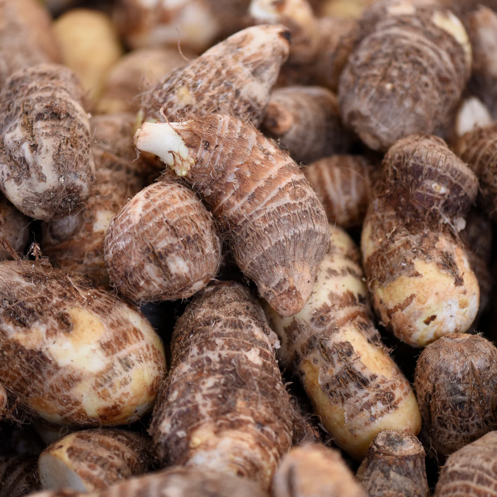 Miniatuur 3